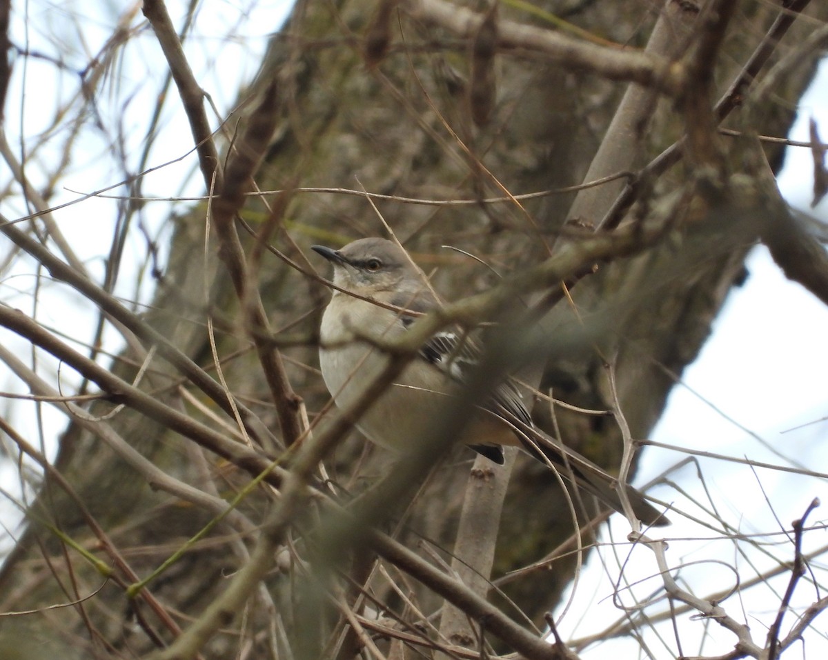 Northern Mockingbird - ML644572020
