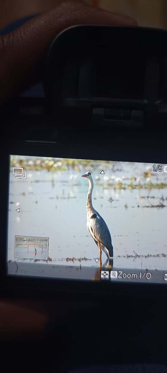 Gray Heron - ML644572021