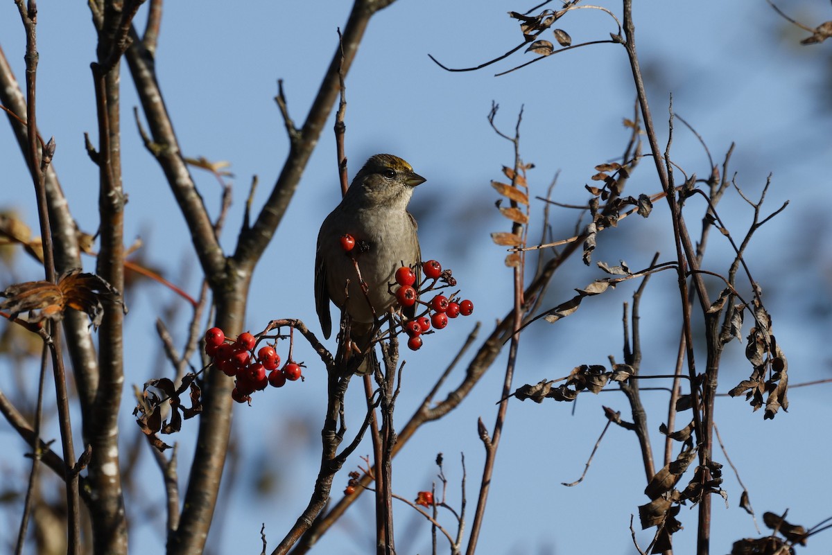 Golden-crowned Sparrow - ML644572022