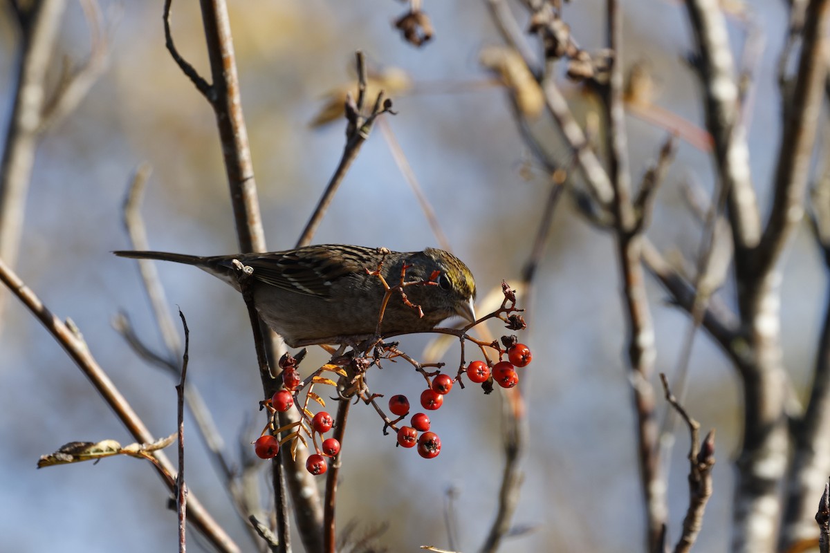 Golden-crowned Sparrow - ML644572023