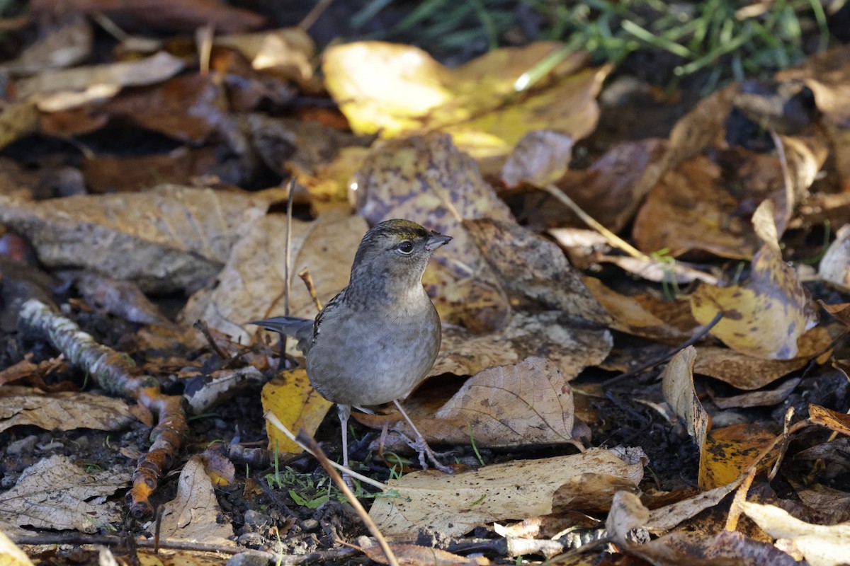 Golden-crowned Sparrow - ML644572024