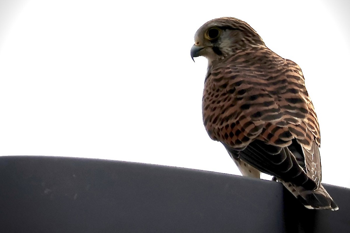 Eurasian Kestrel (Eurasian) - ML644572025