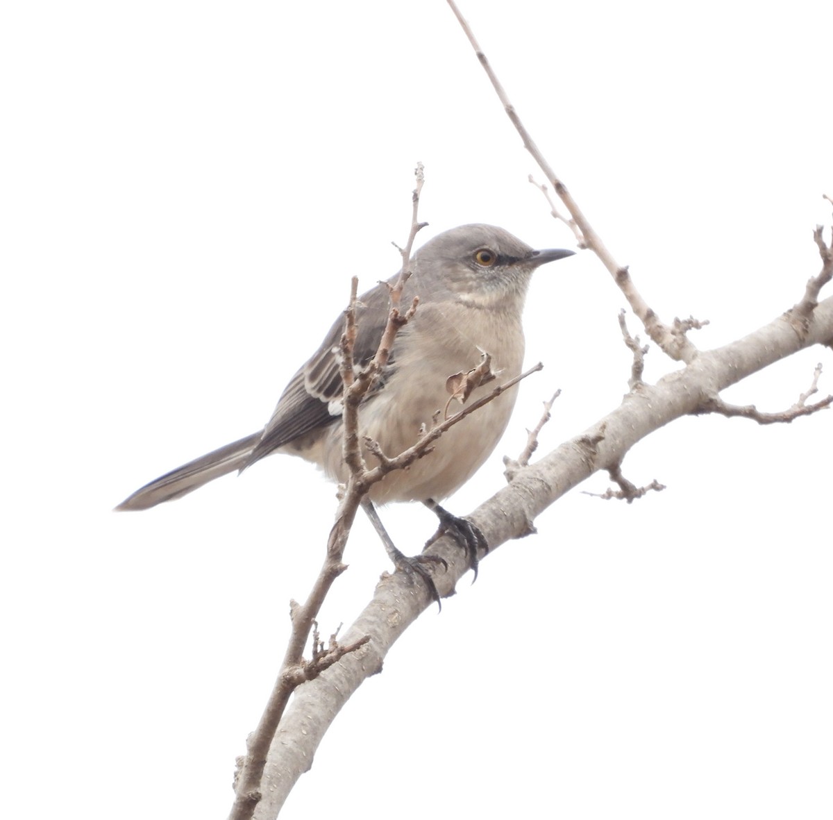 Northern Mockingbird - ML644572026