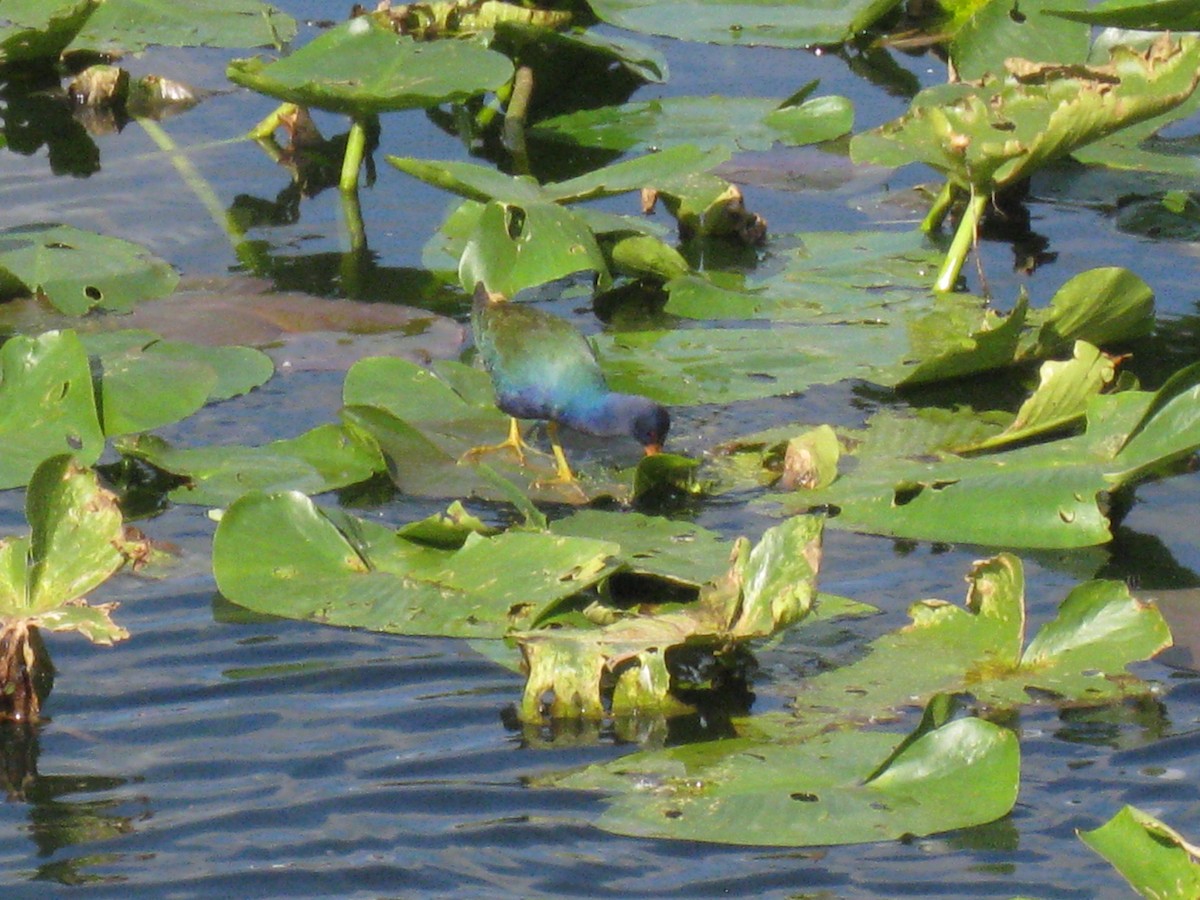 Purple Gallinule - ML644572028