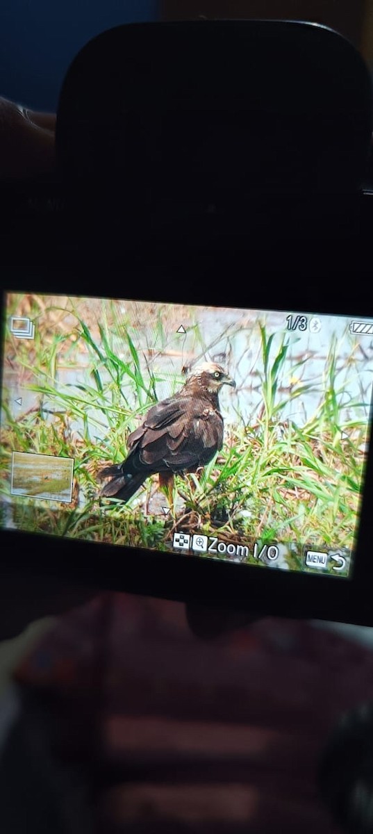Western Marsh Harrier - ML644572029