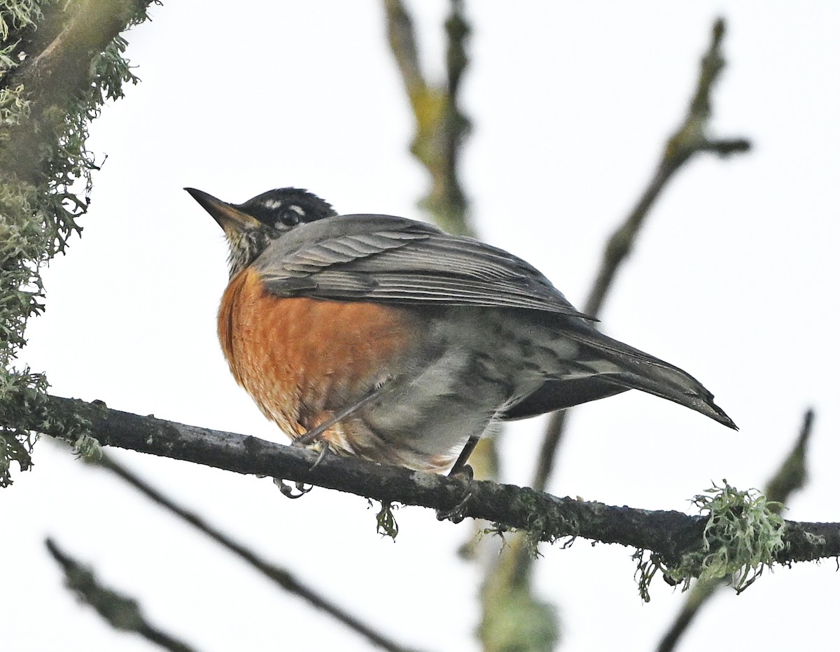 American Robin - ML644572030