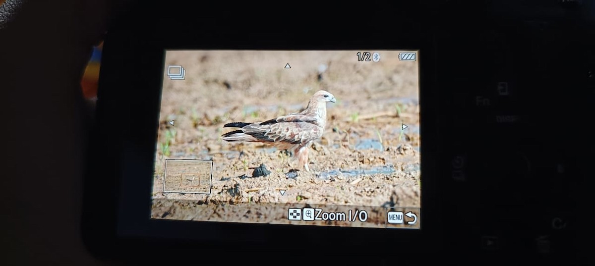 Brahminy Kite - ML644572031