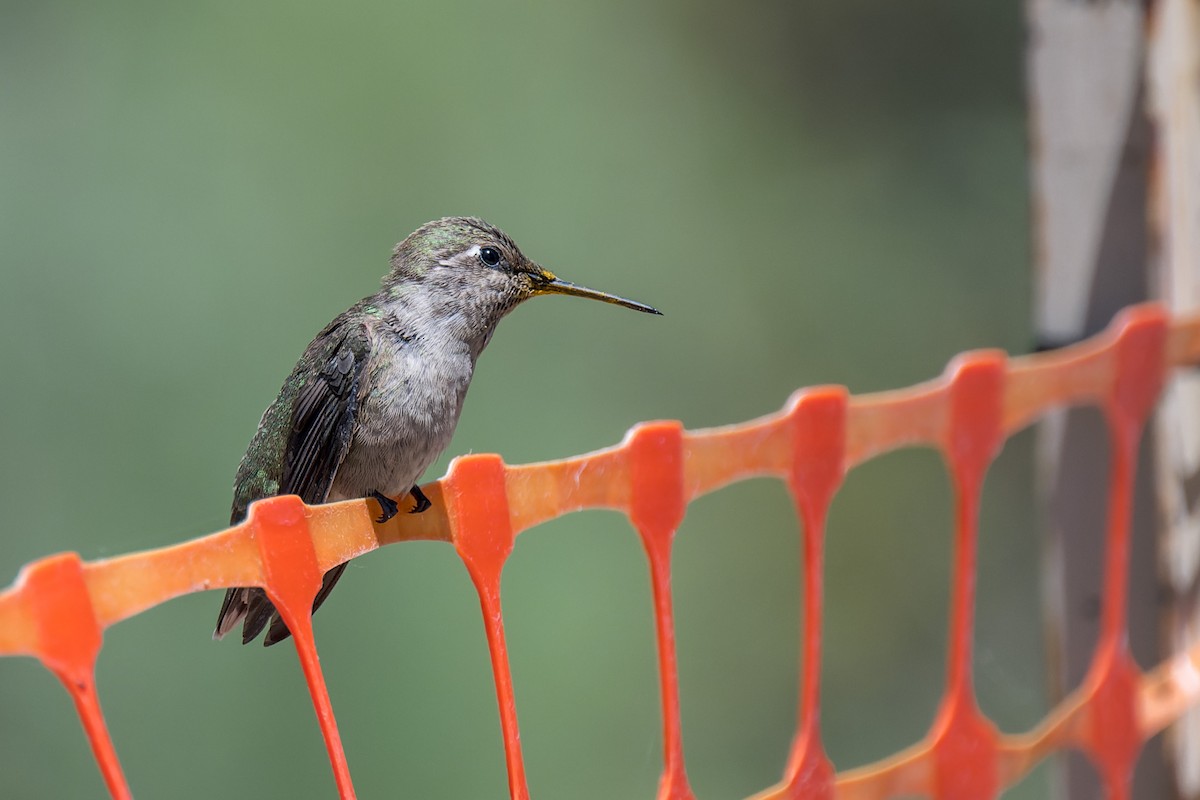 Anna's Hummingbird - ML644572032