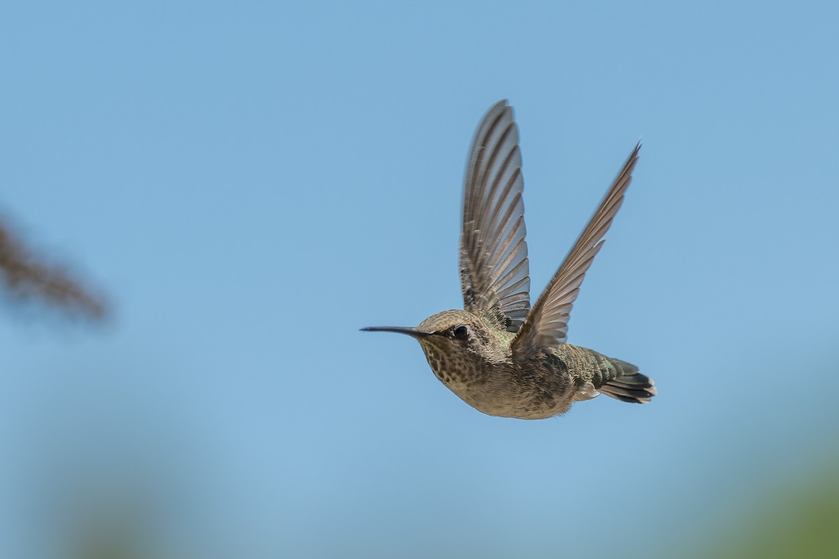 Anna's Hummingbird - ML644572033