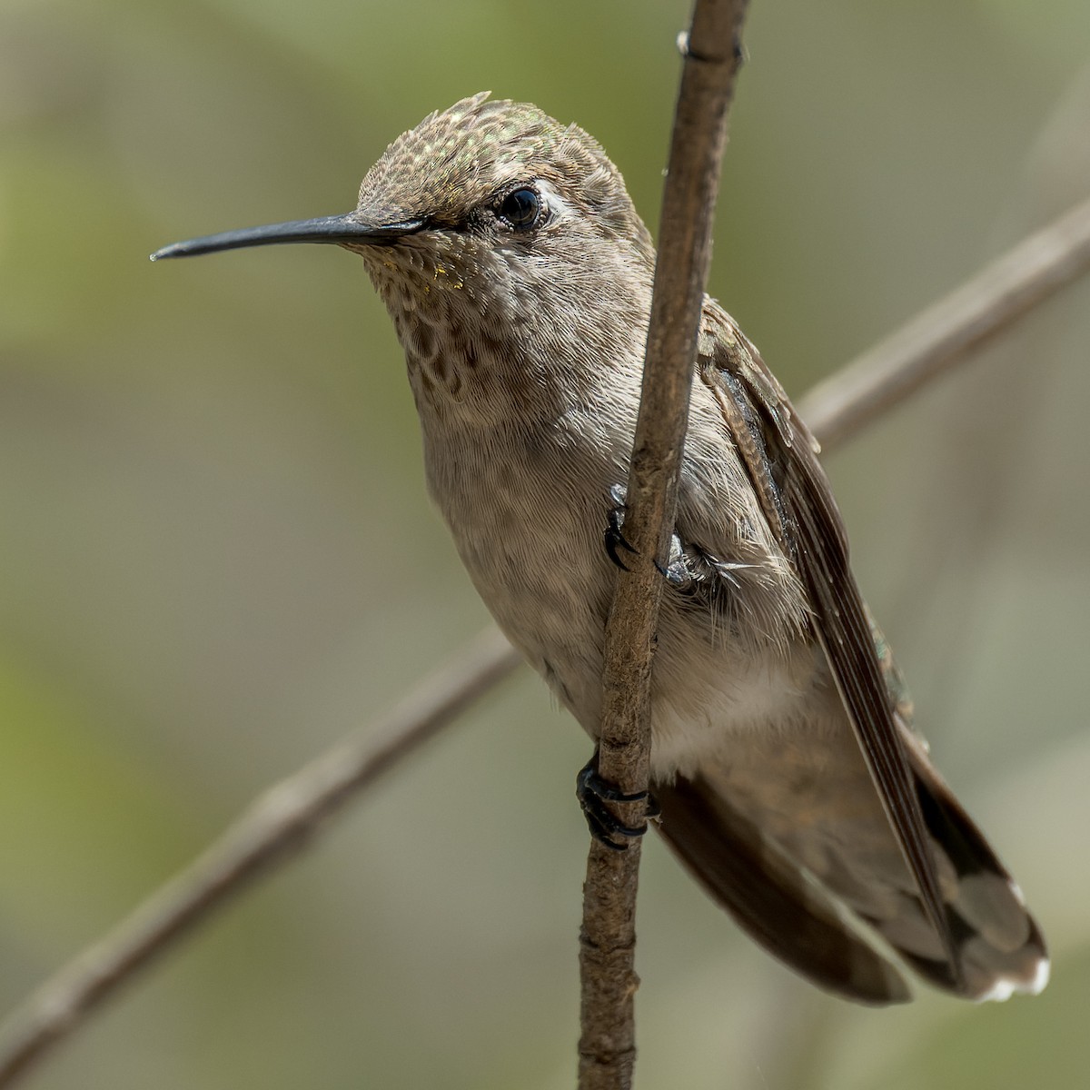 Anna's Hummingbird - ML644572034