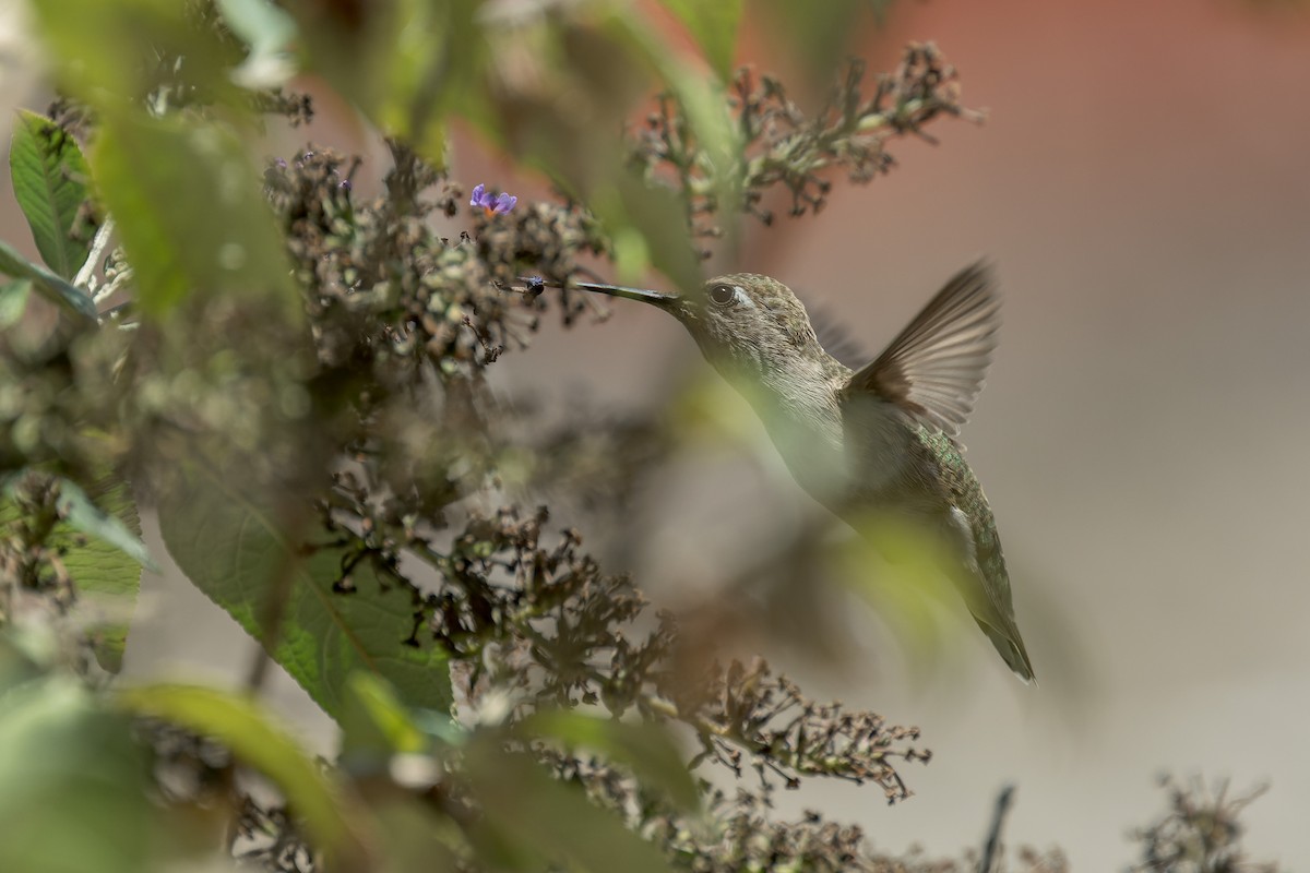 Anna's Hummingbird - ML644572035