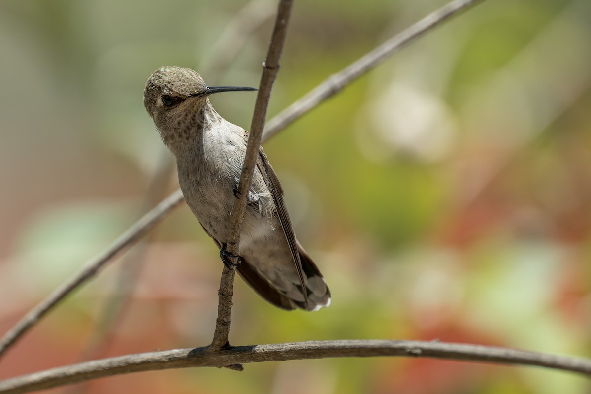 Anna's Hummingbird - ML644572036