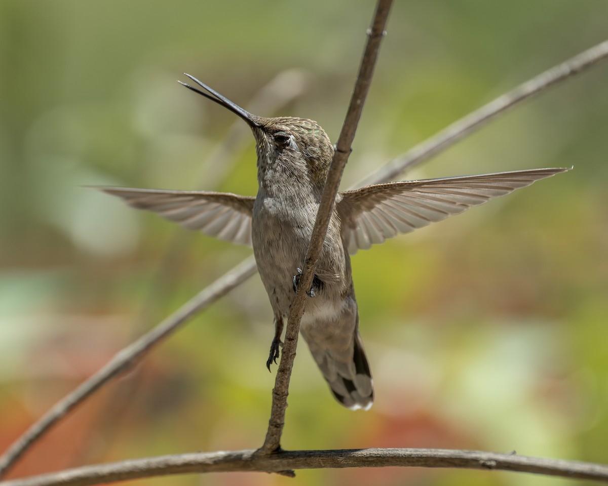 Anna's Hummingbird - ML644572037