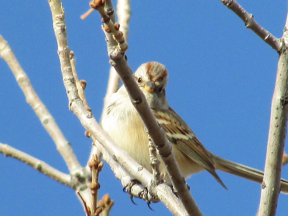 American Tree Sparrow - ML644572038