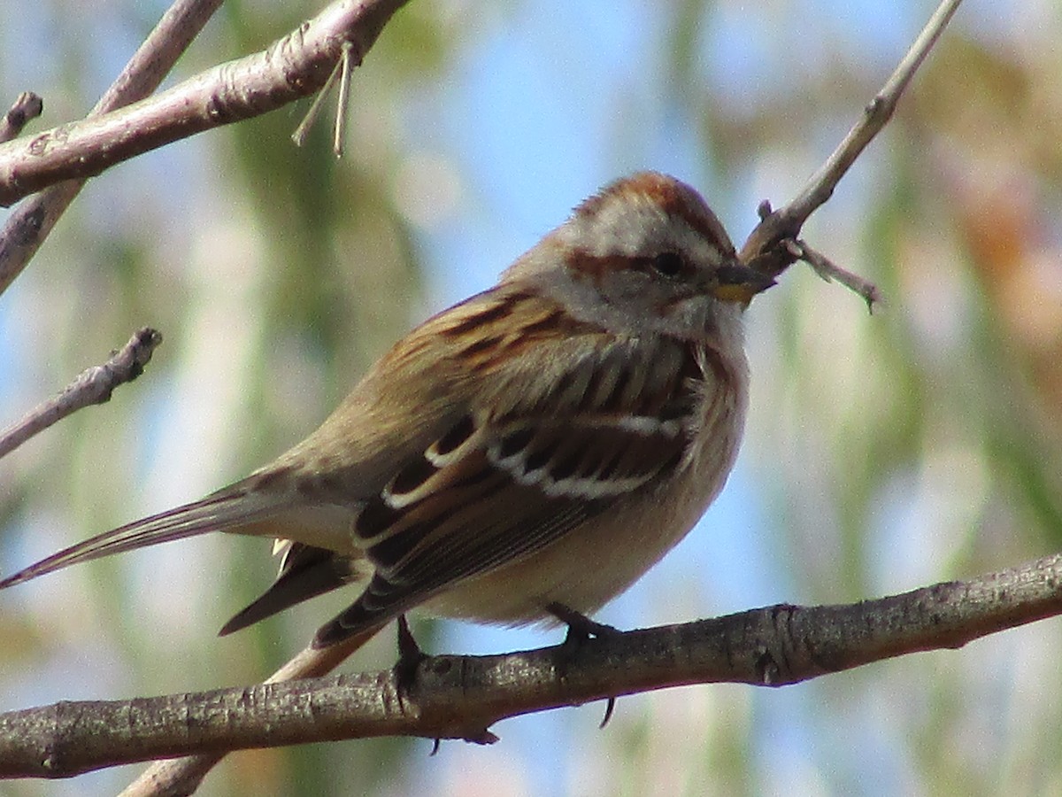 American Tree Sparrow - ML644572039