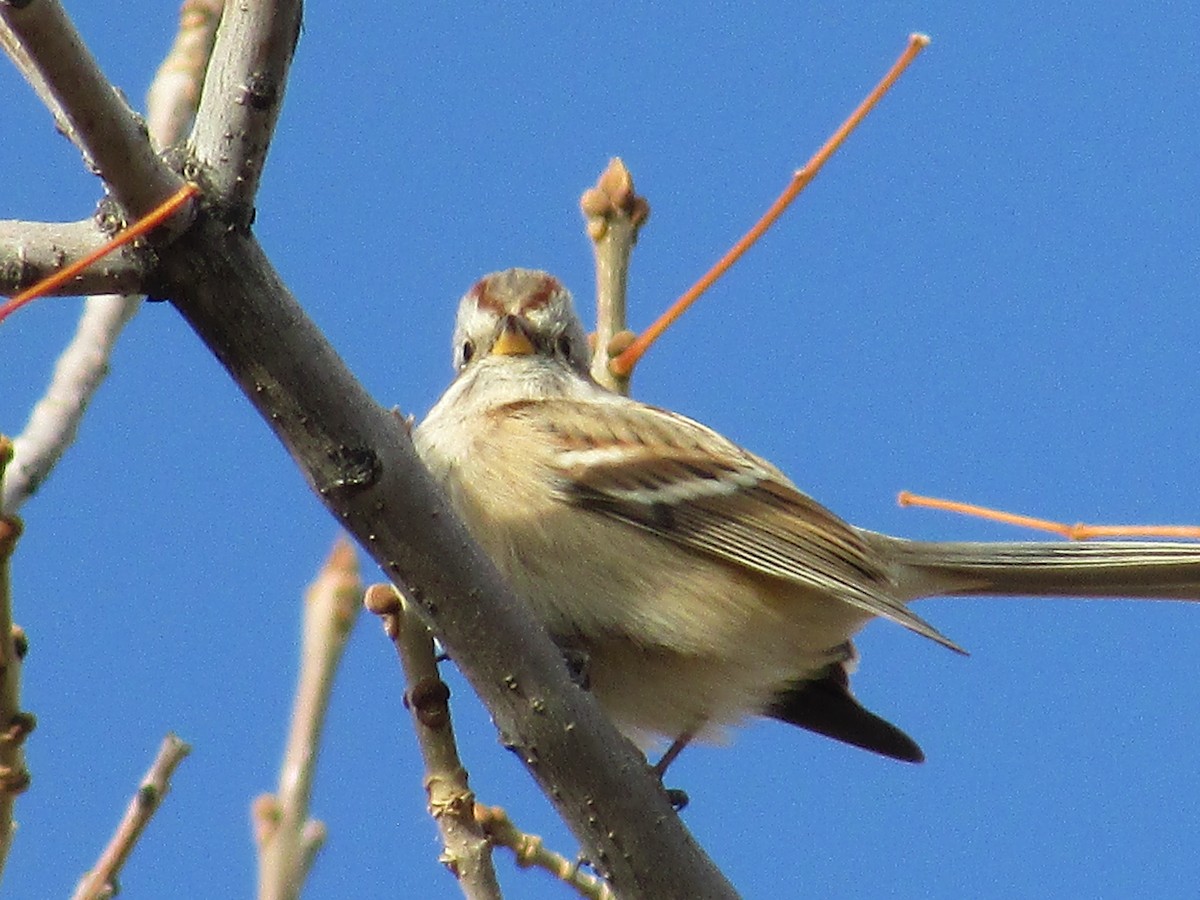 American Tree Sparrow - ML644572040