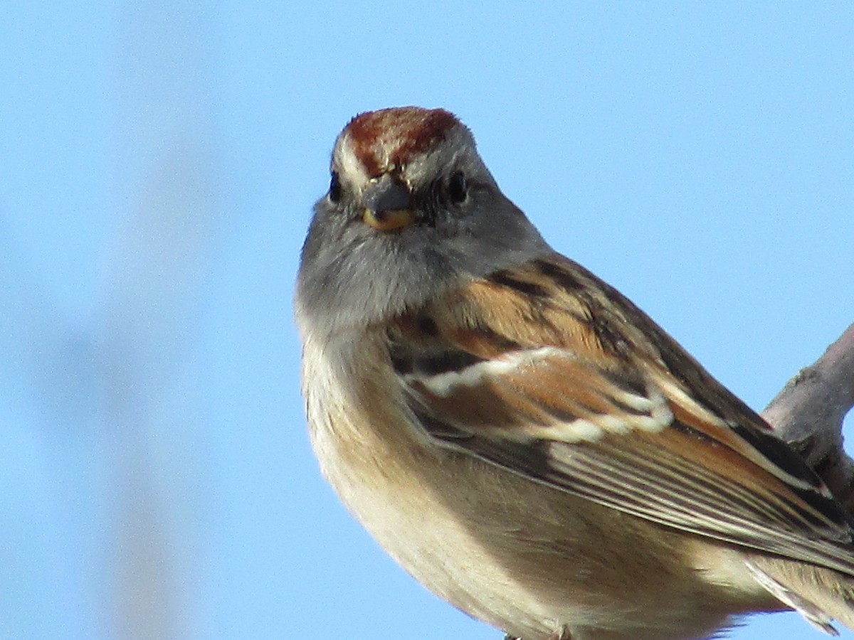 American Tree Sparrow - ML644572041