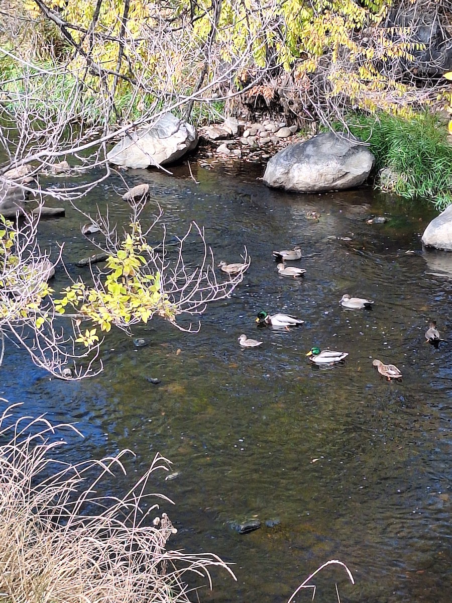 Green-winged Teal (American) - ML644572042