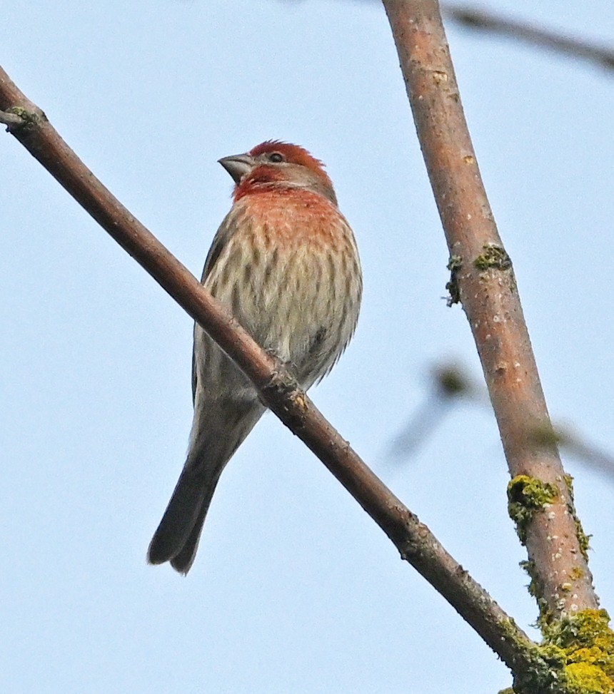 House Finch - ML644572043