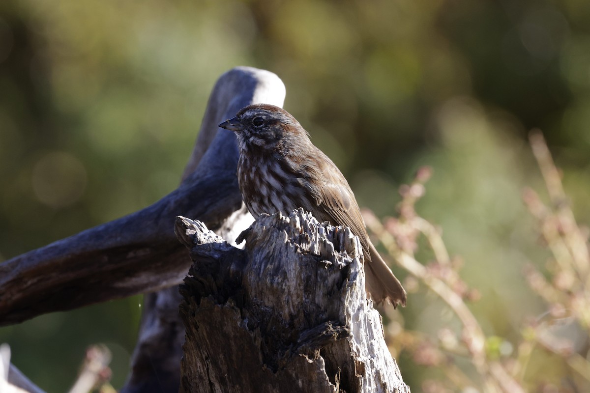 Bruant chanteur - ML644572044