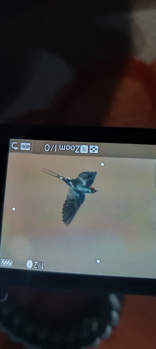 trådstjertsvale - ML644572045