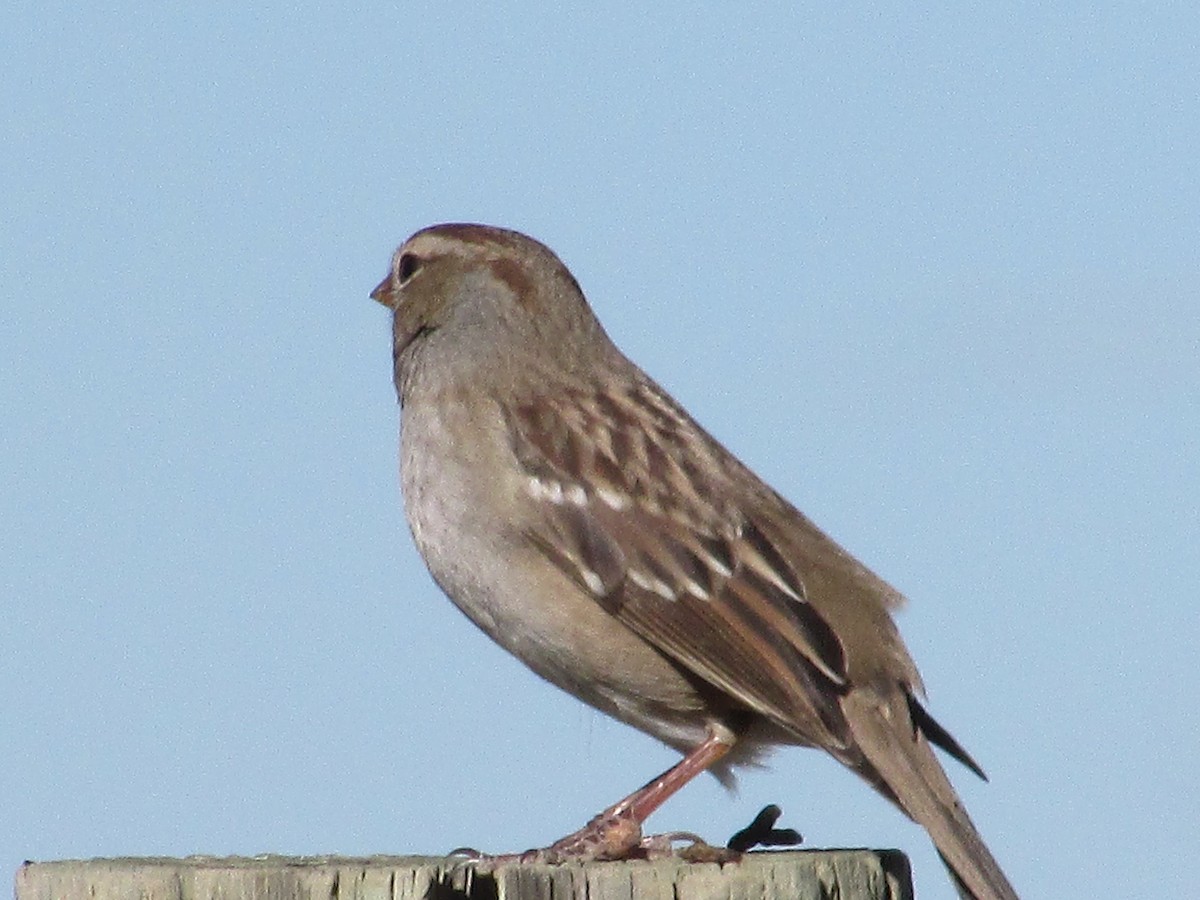 White-crowned Sparrow - ML644572047