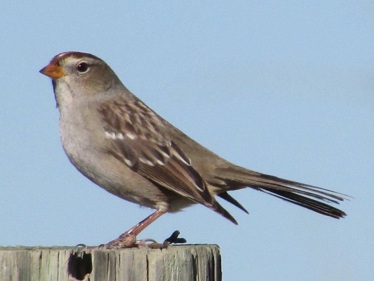 White-crowned Sparrow - ML644572048