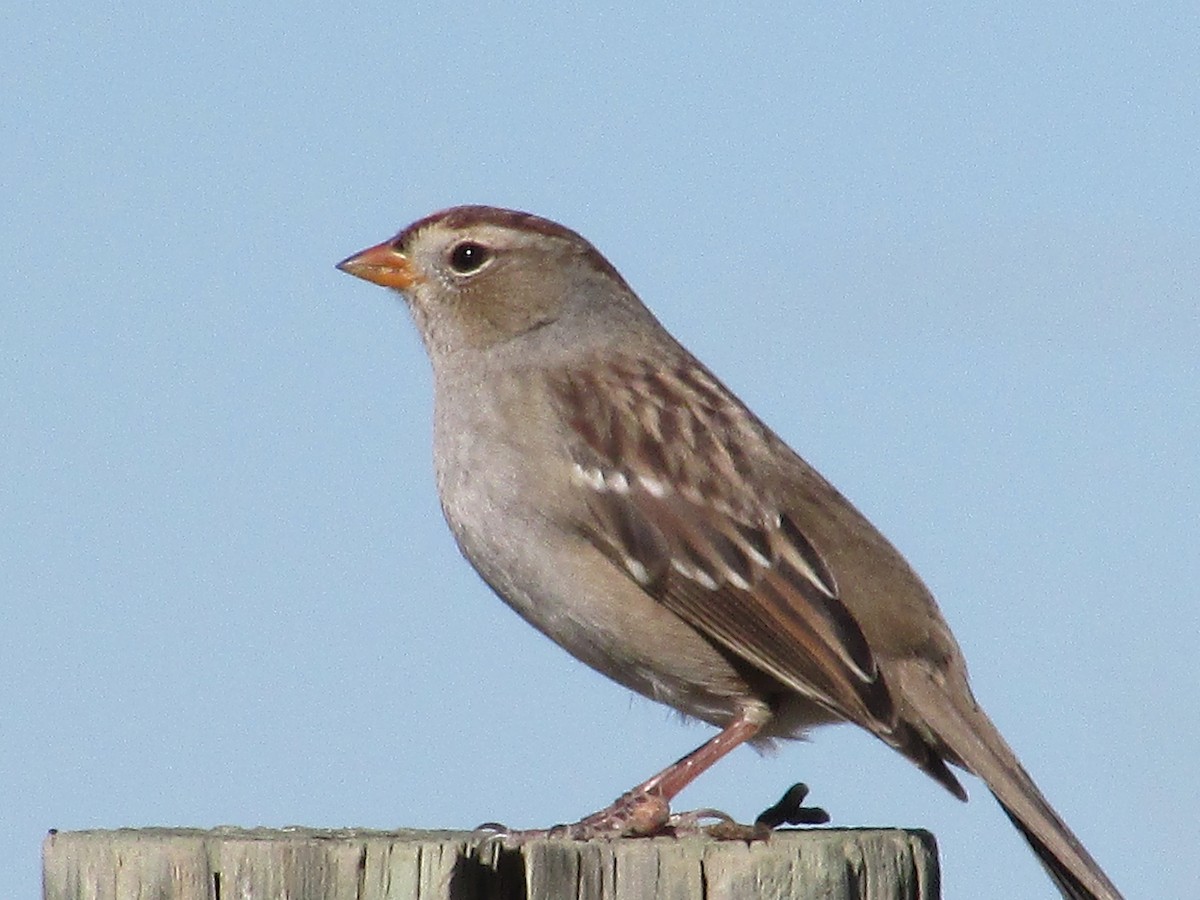 White-crowned Sparrow - ML644572049
