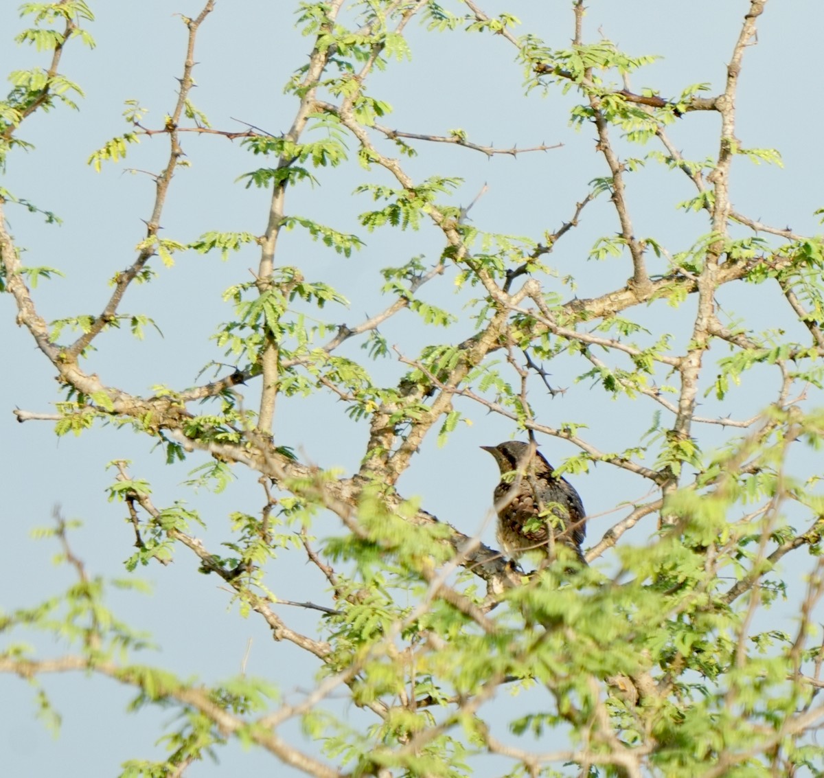 Eurasian Wryneck - ML644572050
