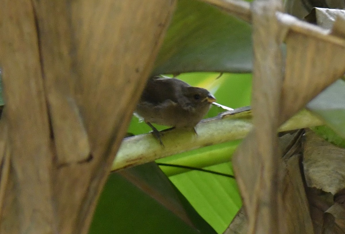 Sooty Grassquit - ML644572051