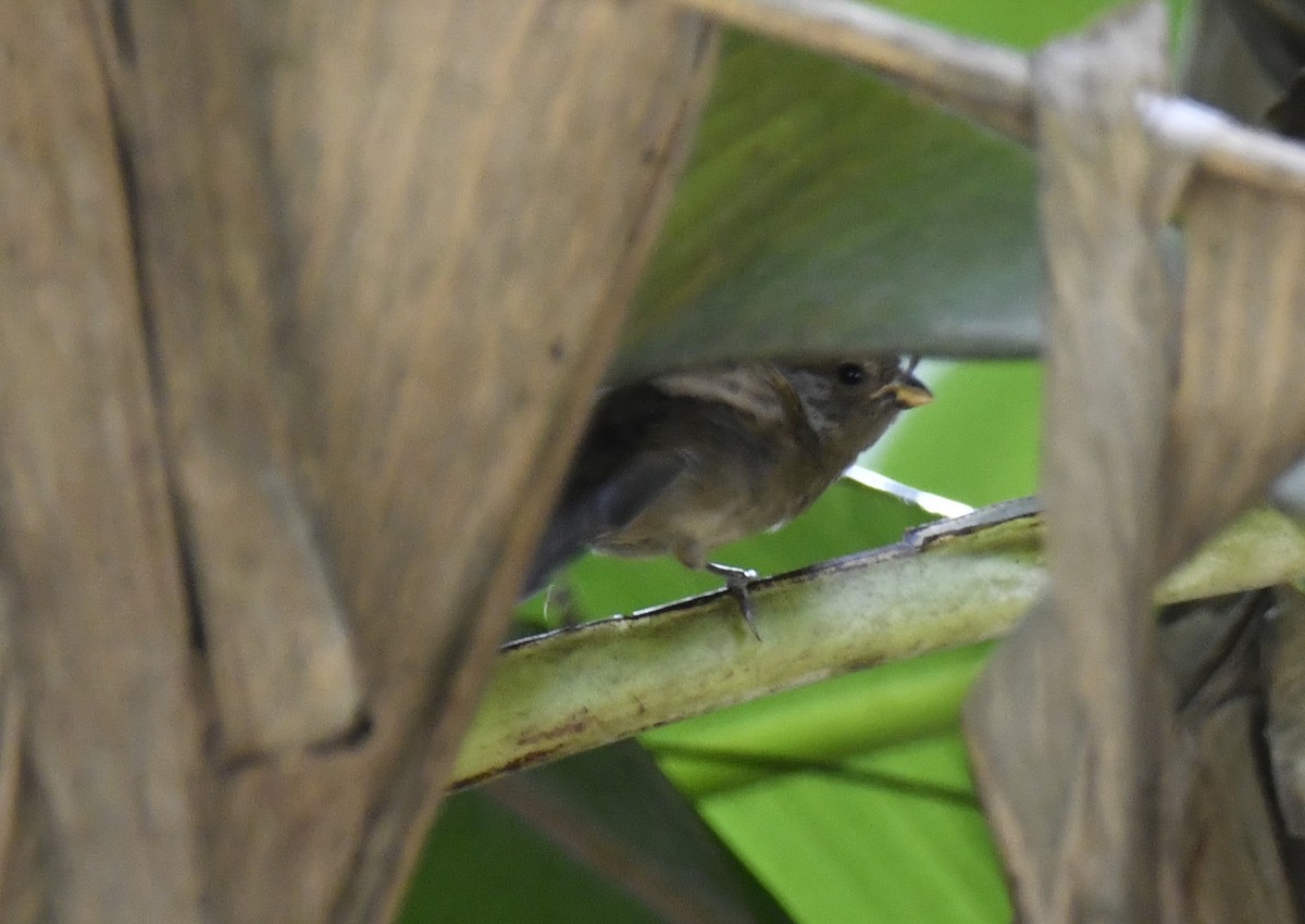 Sooty Grassquit - ML644572052