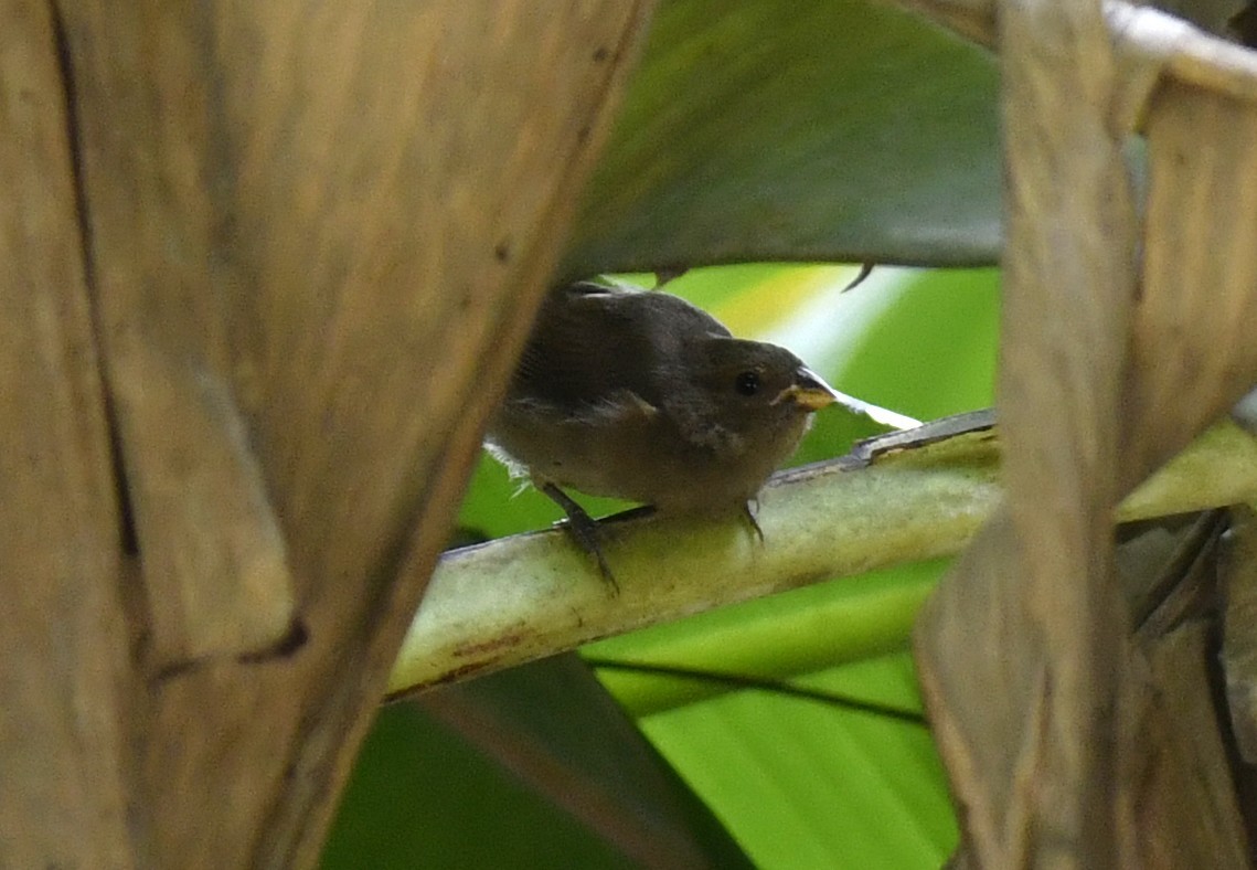 Sooty Grassquit - ML644572053
