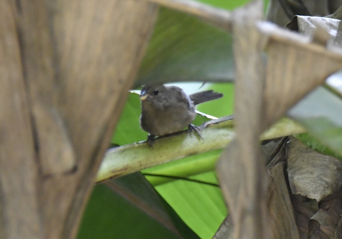 Sooty Grassquit - ML644572054
