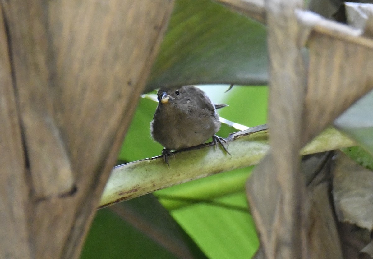 Sooty Grassquit - ML644572055