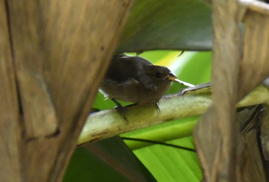 Sooty Grassquit - ML644572056