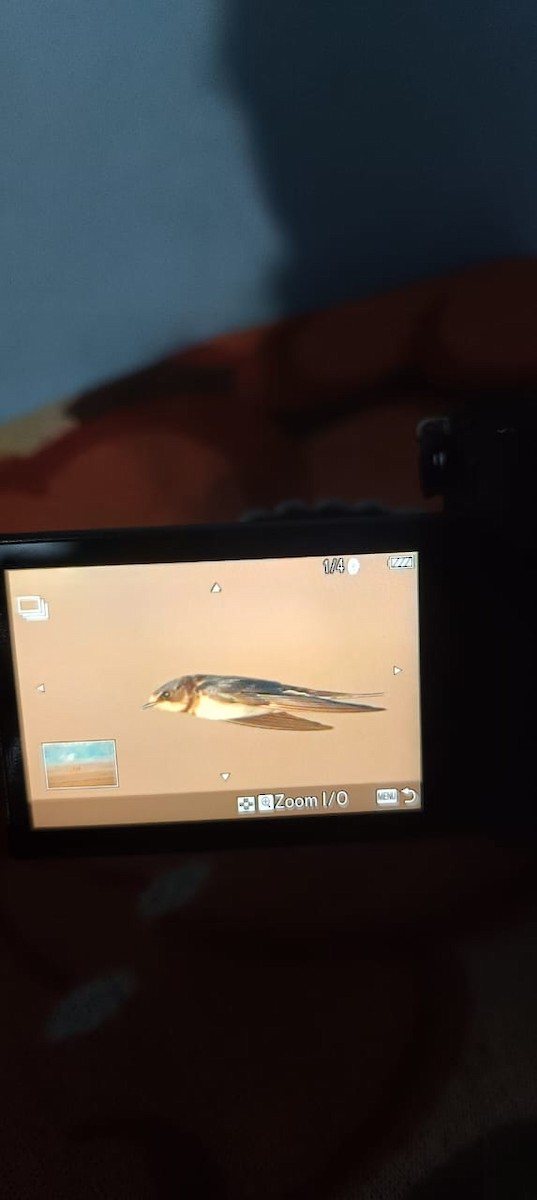 Barn Swallow - ML644572057