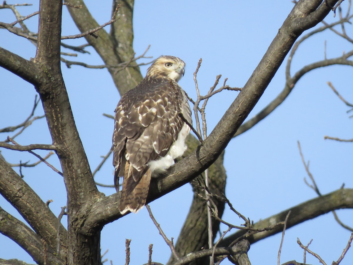 Red-tailed Hawk - ML644572061