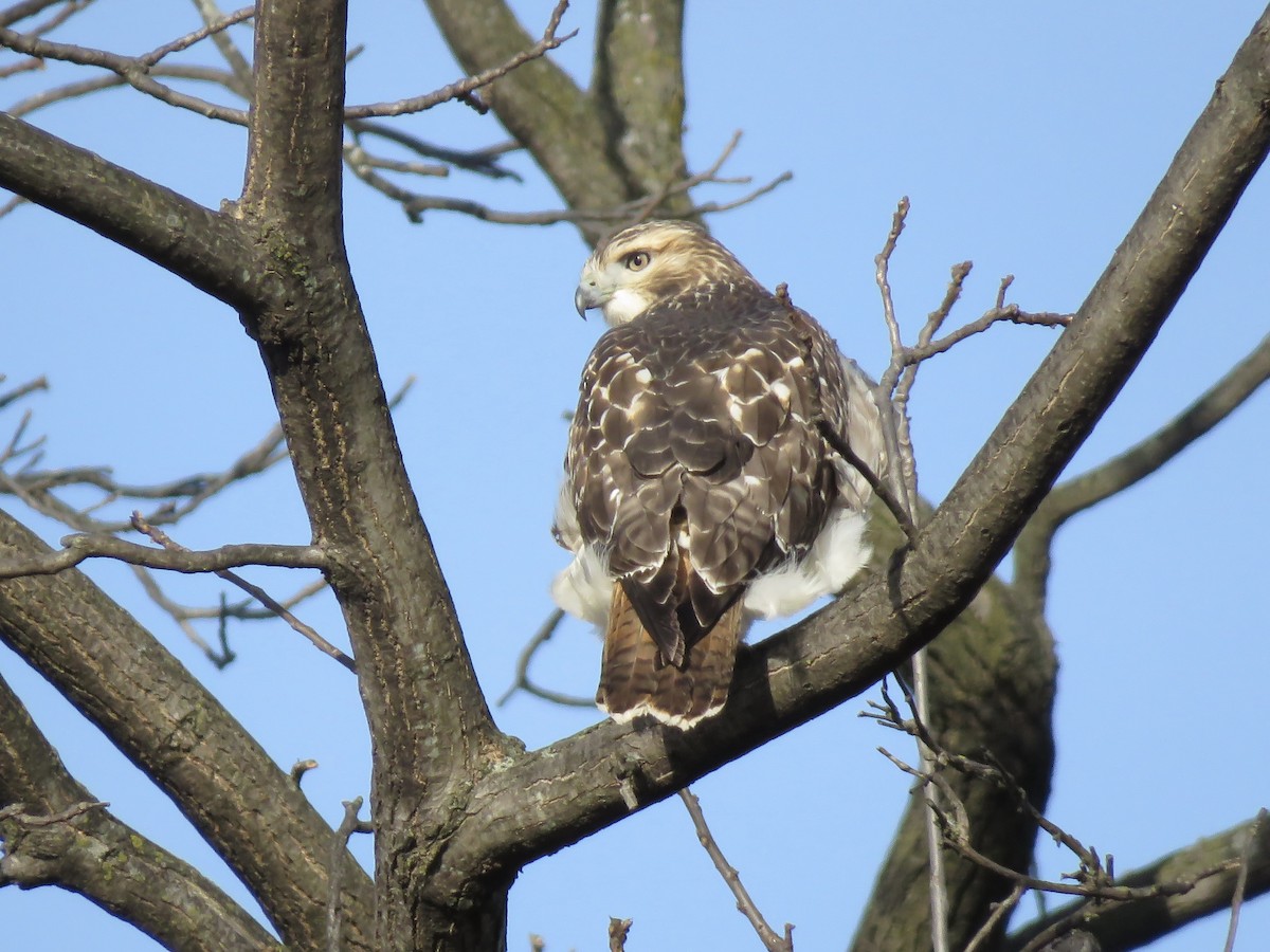 Red-tailed Hawk - ML644572062