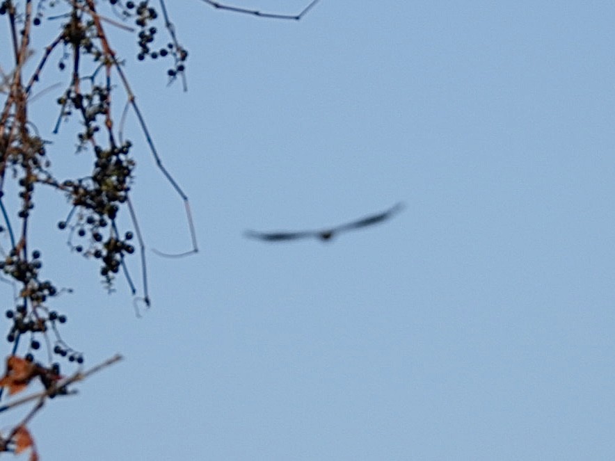 Bald Eagle - ML644572064