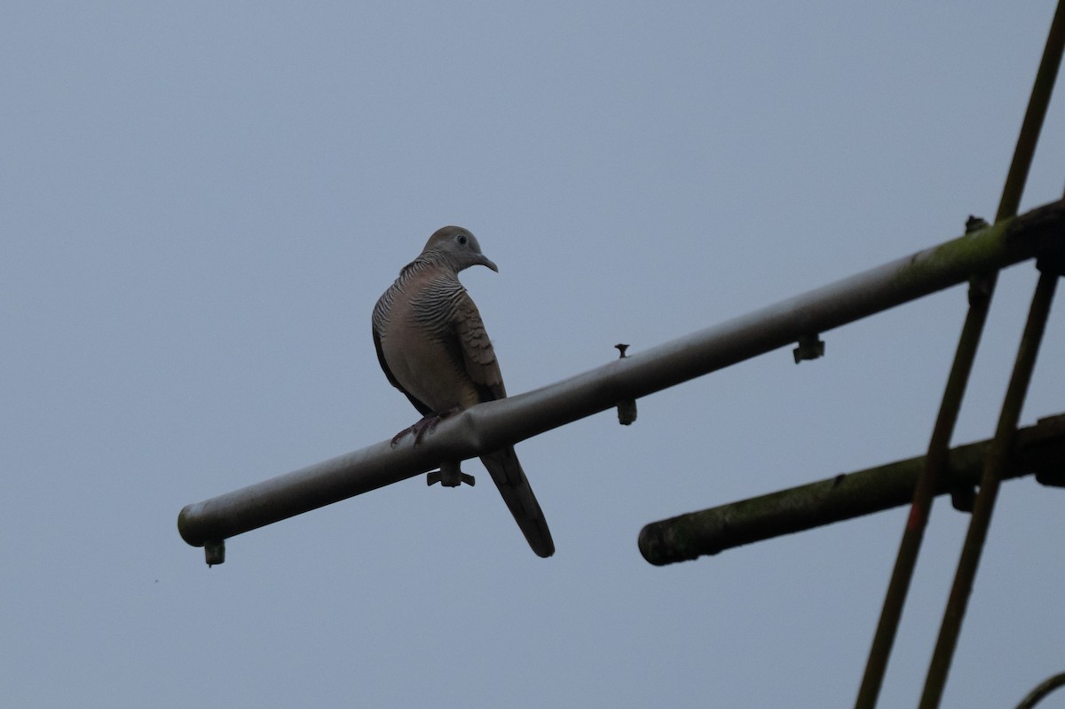 Zebra Dove - ML644572065