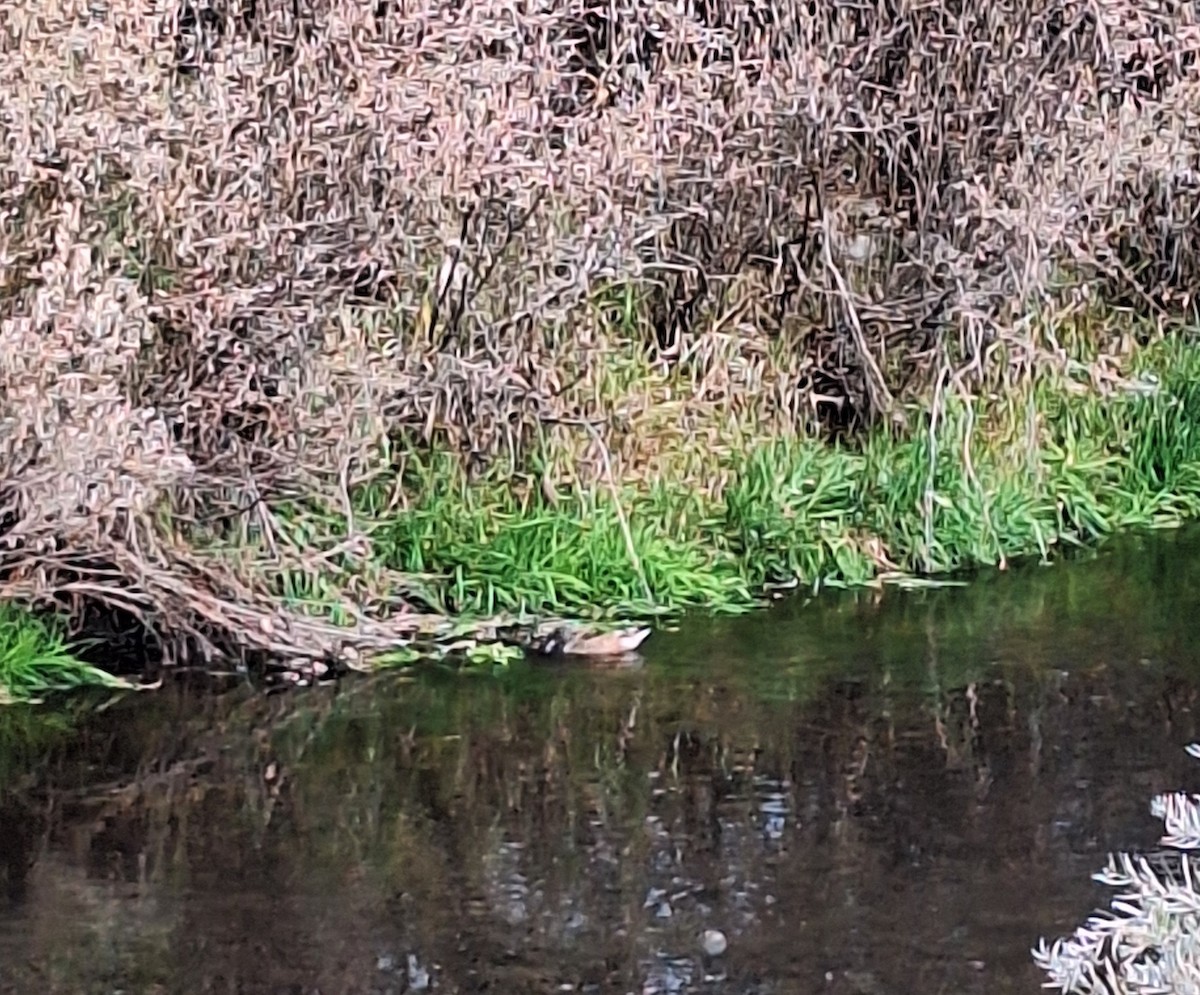 Northern Shoveler - ML644572066