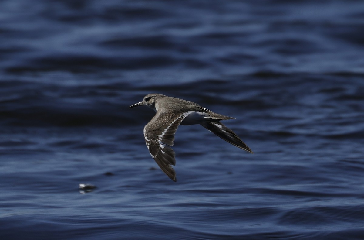 Common Sandpiper - ML644572067
