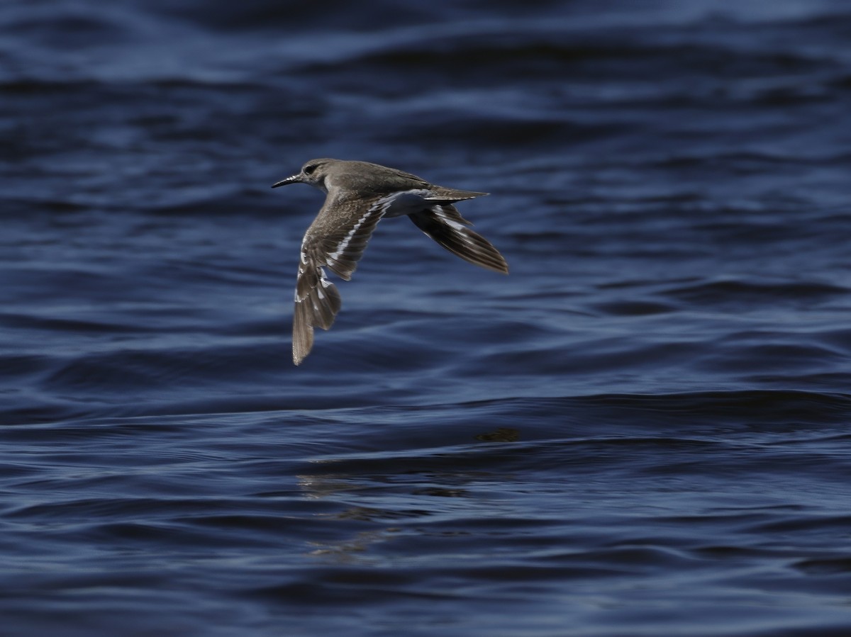 Common Sandpiper - ML644572068