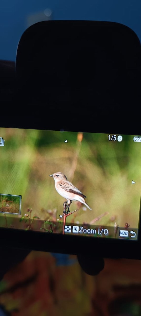 Siberian Stonechat - ML644572069