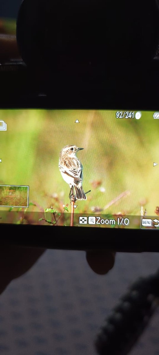 Siberian Stonechat - ML644572070