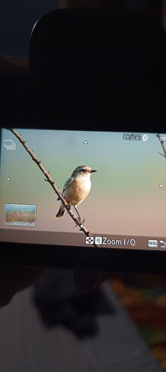Siberian Stonechat - ML644572071