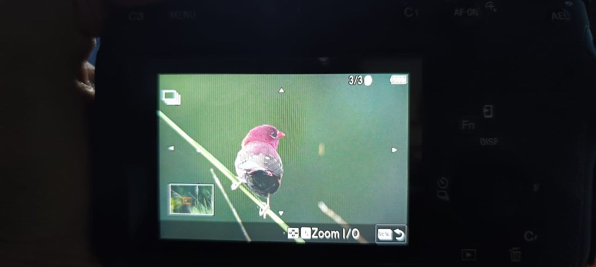 Red Avadavat - ML644572072