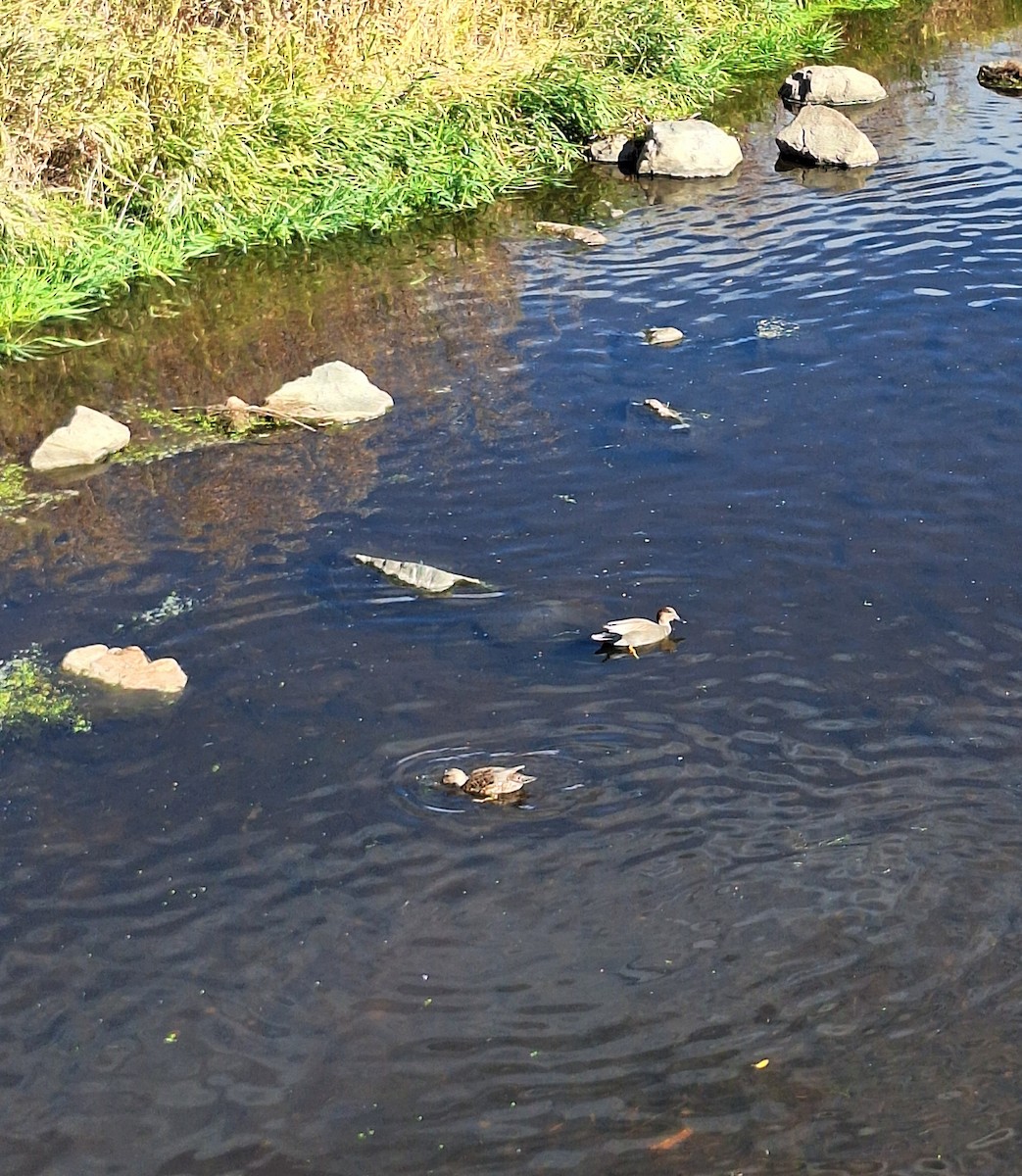 Gadwall - ML644572073