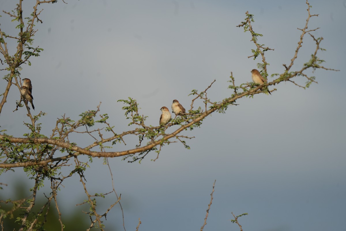 Indian Silverbill - ML644572074
