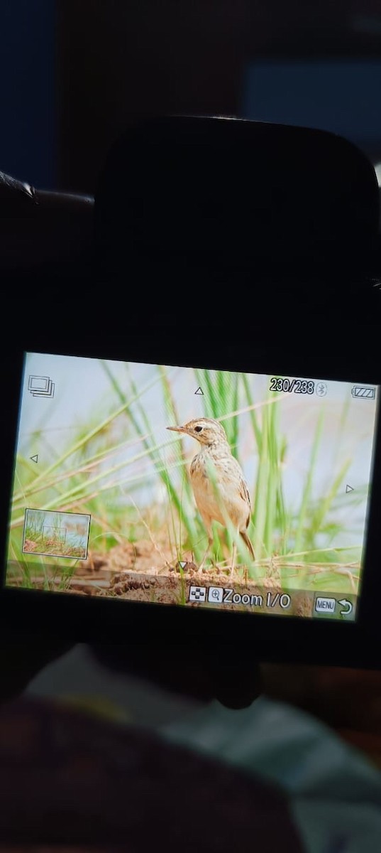 linduška rýžová - ML644572075